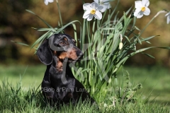 Dachshund - Smooth-haired Miniature
