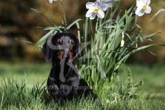 Dachshund - Smooth-haired Miniature