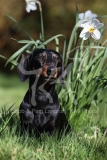 Dachshund - Smooth-haired Miniature