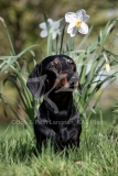 Dachshund - Smooth-haired Miniature