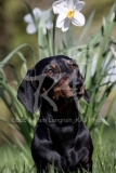 Dachshund - Smooth-haired Miniature