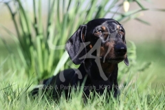 Dachshund - Smooth-haired Miniature