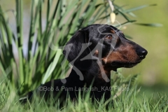 Dachshund - Smooth-haired Miniature