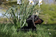 Dachshund - Smooth-haired Miniature