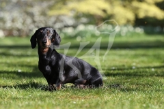 Dachshund - Smooth-haired Miniature