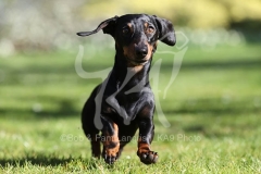 Dachshund - Smooth-haired Miniature