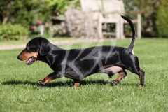 Dachshund - Smooth-haired Miniature