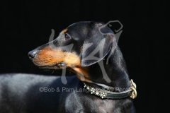 Dachshund - Smooth-haired Miniature