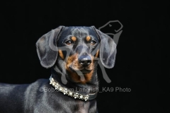 Dachshund - Smooth-haired Miniature