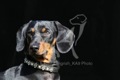 Dachshund - Smooth-haired Miniature