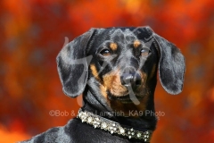 Dachshund - Smooth-haired Miniature
