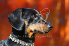Dachshund - Smooth-haired Miniature