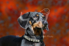 Dachshund - Smooth-haired Miniature