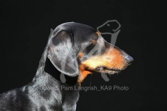 Dachshund - Smooth-haired Miniature