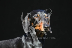 Dachshund - Smooth-haired Miniature