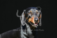 Dachshund - Smooth-haired Miniature