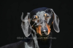 Dachshund - Smooth-haired Miniature
