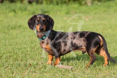 Dachshund - Smooth-haired Miniature