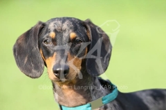 Dachshund - Smooth-haired Miniature