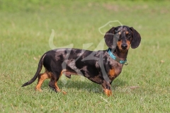 Dachshund - Smooth-haired Miniature
