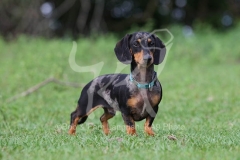 Dachshund - Smooth-haired Miniature
