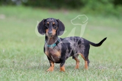 Dachshund - Smooth-haired Miniature
