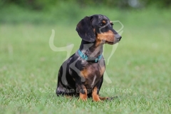 Dachshund - Smooth-haired Miniature
