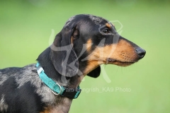 Dachshund - Smooth-haired Miniature