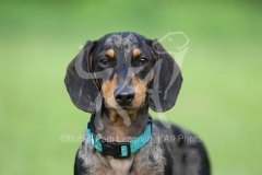 Dachshund - Smooth-haired Miniature
