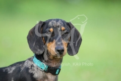 Dachshund - Smooth-haired Miniature
