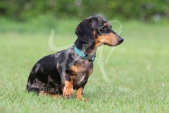 Dachshund - Smooth-haired Miniature