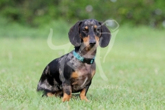 Dachshund - Smooth-haired Miniature