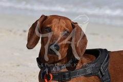 Dachshund - Smooth-haired Standard