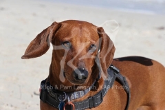 Dachshund - Smooth-haired Standard