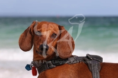 Dachshund - Smooth-haired Standard