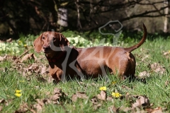 Dachshund - Smooth-haired Standard