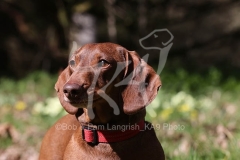 Dachshund - Smooth-haired Standard