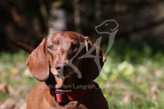 Dachshund - Smooth-haired Standard