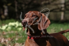 Dachshund - Smooth-haired Standard