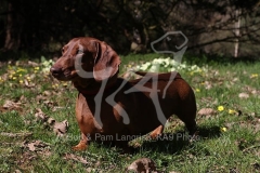 Dachshund - Smooth-haired Standard