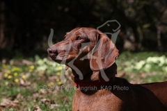 Dachshund - Smooth-haired Standard
