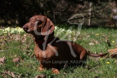 Dachshund - Smooth-haired Standard
