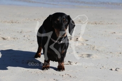 Dachshund - Smooth-haired Standard