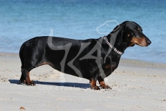 Dachshund - Smooth-haired Standard