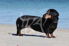 Dachshund - Smooth-haired Standard