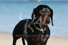 Dachshund - Smooth-haired Standard