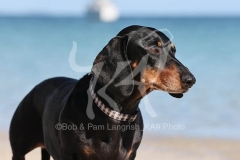 Dachshund - Smooth-haired Standard