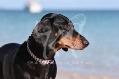 Dachshund - Smooth-haired Standard