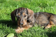 Dachshund - Wire-haired Miniature