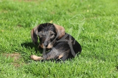 Dachshund - Wire-haired Miniature